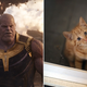 Illustration for article titled Yes, Thanos also killed half of all puppies and kittens in iAvengers: Infinity Warem/em/i